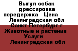 Выгул собак, дрессировка, передержка › Цена ­ 290 - Ленинградская обл., Санкт-Петербург г. Животные и растения » Услуги   . Ленинградская обл.